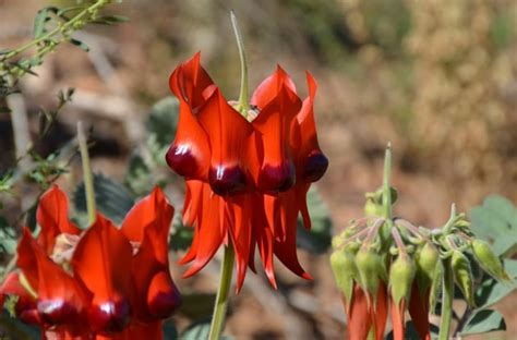 Australian Desert Flowers | Information and Resources