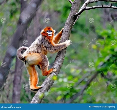 Animals Endemic To China