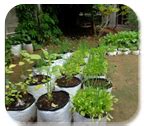 Horticulture ::Landscaping