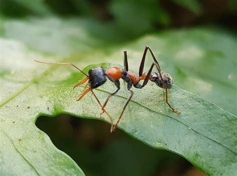 Myrmecia nigrocincta (Jumping Jack Ant) – Ausemade