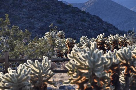 Cholla Cactus Garden Free Stock Photo - Public Domain Pictures