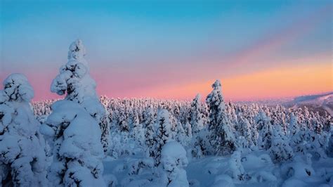 Download wallpaper 1600x900 winter, trees, snow, horizon, snowy ...