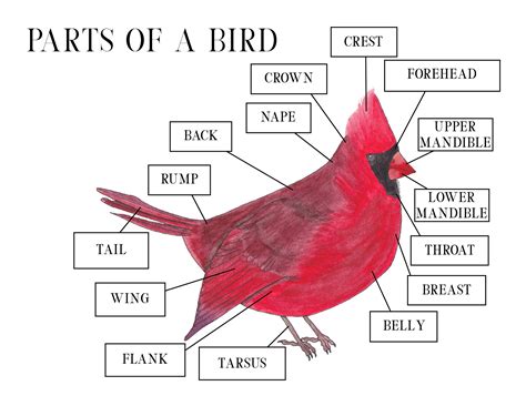 45 bird and label its parts