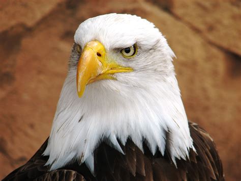 American Bald Eagle in Natural Habitat