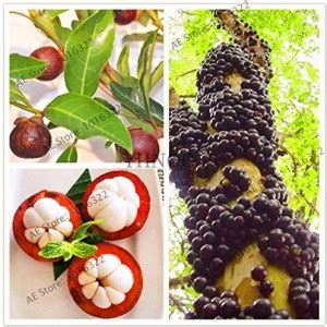 Trothic Gardens High Yielding Hybrid Dwarf " PURPLE MANGOSTEEN ...