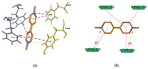 Homology Modeling of the Human P-glycoprotein (ABCB1) and Insights into ...
