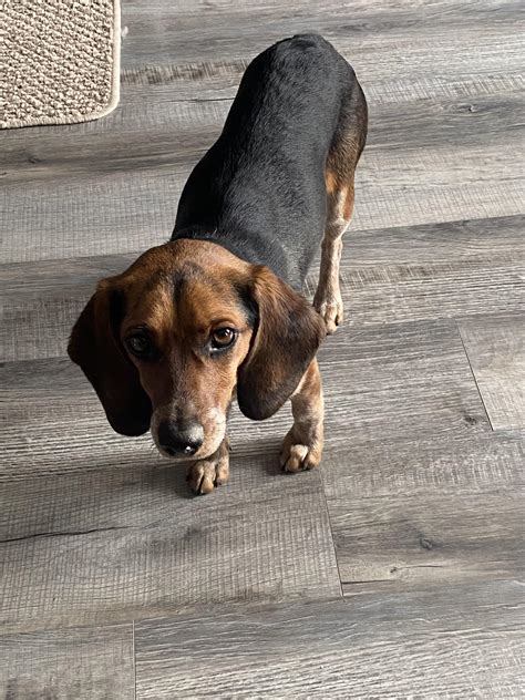 Teckel Beagle Mix Puppy's