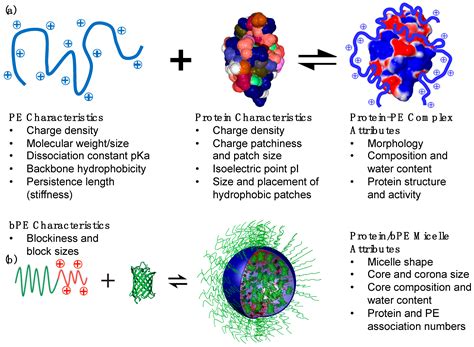 Proteins Polymers