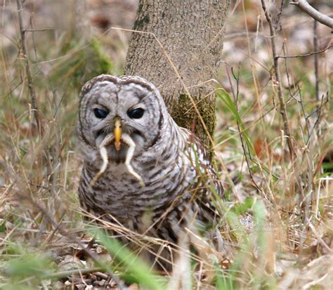 What Do Barred Owls Do In The Winter at Olivia Madigan blog