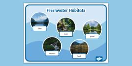 Freshwater Habitat Facts | Animals live in freshwater | Wiki