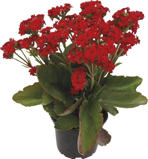 MVKR Live Kalanchoe Plant | Beautiful Flower live Kalanchoe Indoor ...