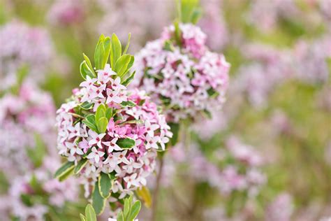 10 Best Fragrant Shrubs to Grow in Your Yard