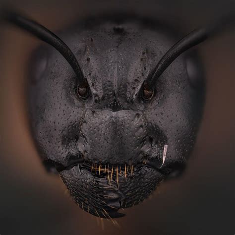 🔥The face of an ant : r/NatureIsFuckingLit