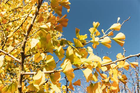 Ginkgo biloba - coeden ginco, maidenhair tree, fossil tree | National ...