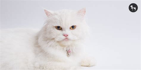 Popular Cat Breeds in India – A Comprehensive Guide