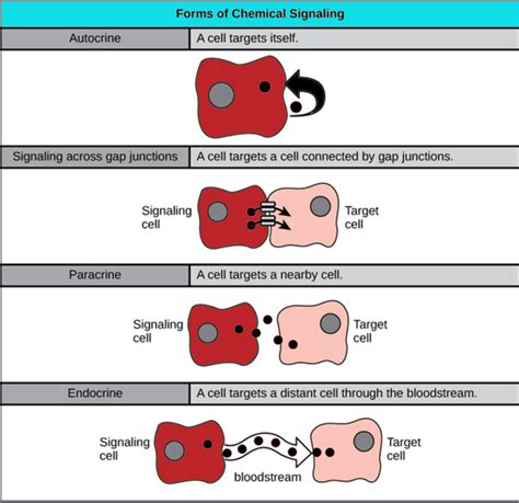 Image result for Cell Signaling Process