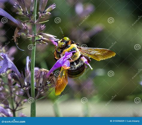 Genus Xylocopa