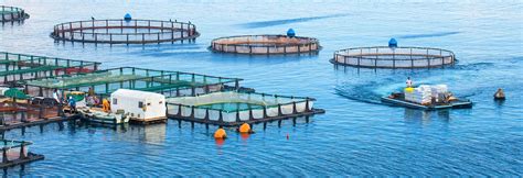 Aquaculture 的图像结果