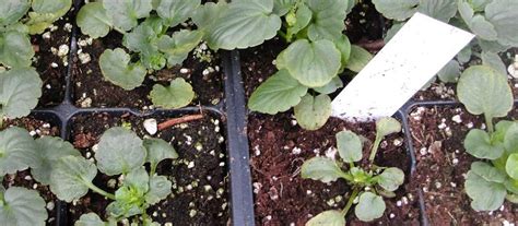 Image result for Pythium Root Rot Signs