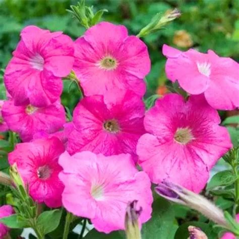 Buy Golden Hills Petunia Nana Compacta Rose of Heaven Seeds - KisanShop