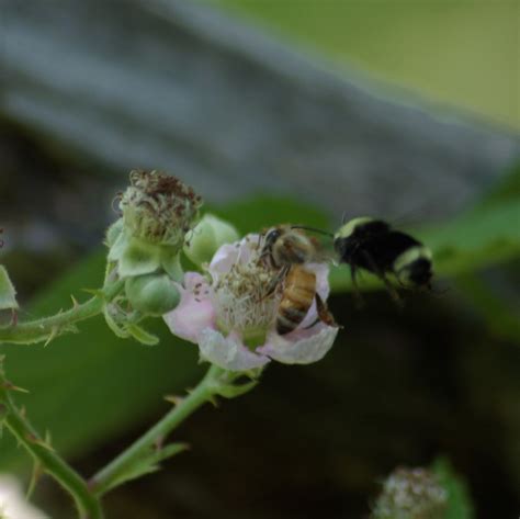 Melissa Bees » Classes