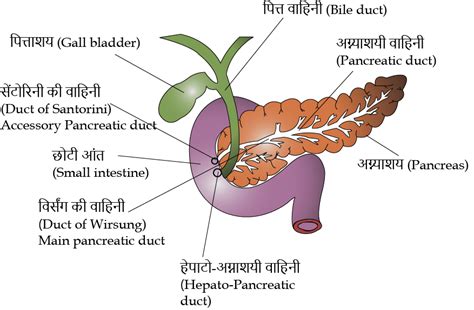आहारनाल के स्तर एवं पाचन ग्रंथियाँ (Layers of Gut & Digestive Glands ...