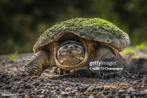 Image result for Smooth Shell Snapping Turtle