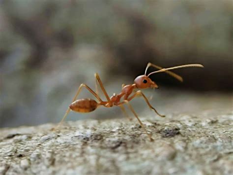 Can Ants Feel Pain? – Aptive Pest Control