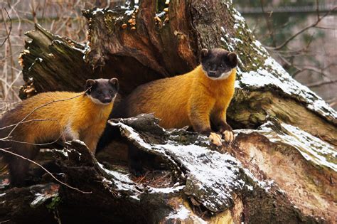 Two magnificent yellow-throated martens in their winter coat (Martes ...