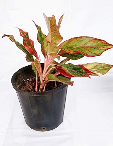 Navasakti Trust Rubber Plant Pot (Black) Pack of 2 : Amazon.in: Garden ...