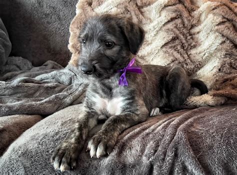 Irish Wolfhound Info Temperament Puppies Pictures 420+ Irish Wolf