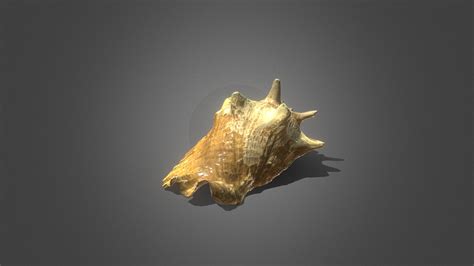 Image result for Conch Shell Soundtrack