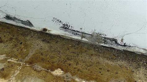 Image result for Mold Remediation Testing