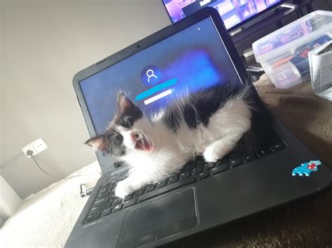 Image result for Keyboard Cat Drawing