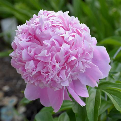Peony 'Sarah Bernhardt' | Kennedy's Country Gardens | Garden Center ...