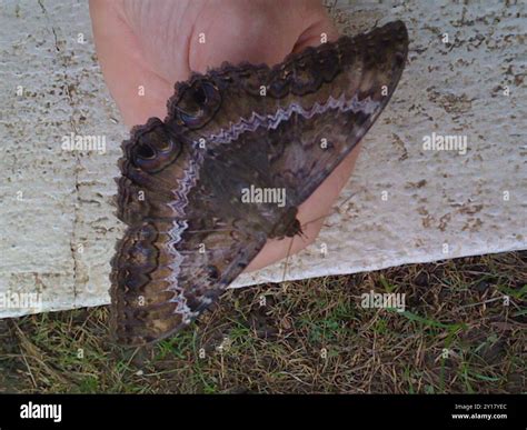 Black Witch (Ascalapha odorata) Insecta Stock Photo - Alamy