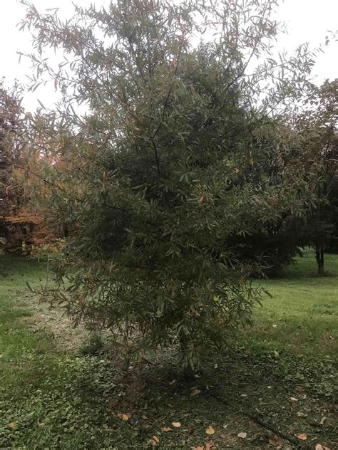 Quercus phellos - Willow oak - Ryan Nursery