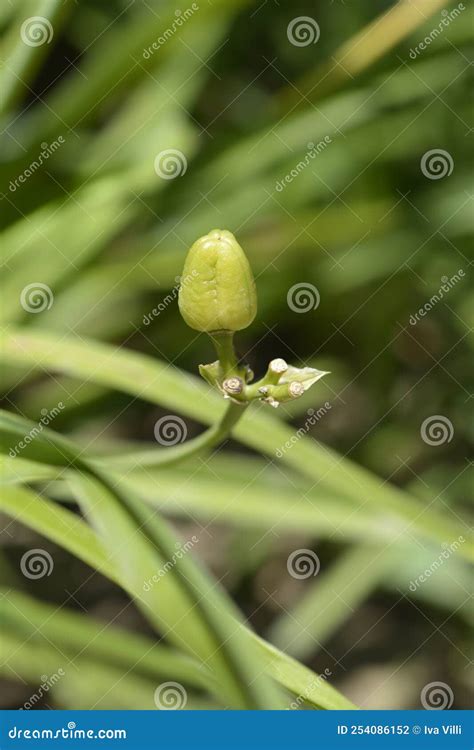 Daylily stella de oro foto de archivo. Imagen de estela - 254086152