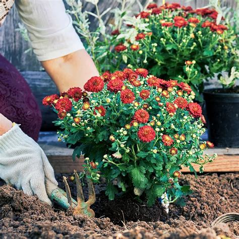 How to Care for Garden Mums: Expert Tips for Thriving Blooms - Bixideco.com