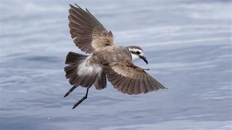 Endangered Polynesian Storm Petrels Return to Kamaka Island, French Polynesia - Pest Control ...