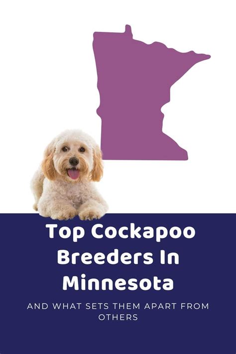 Image result for Cockapoo Breeders