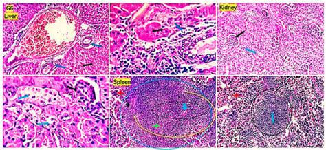 Chitosan-Loaded Lagenaria siceraria and Thymus vulgaris Potentiate ...