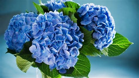 Blue Hydrangea Wallpapers - Top Free Blue Hydrangea Backgrounds ...