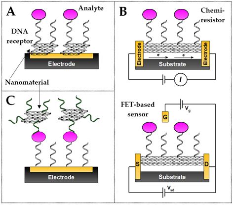 Modern Electrochemical Biosensing Based on Nucleic Acids and Carbon ...