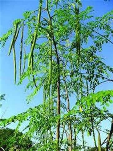 Rameshvar Enterprises | Drumstick/Moringa/Sahjan Healthy Live Plant ...