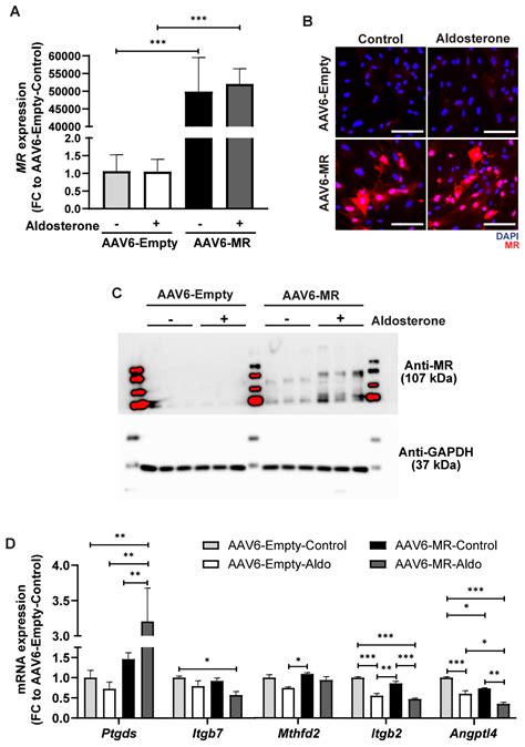 Prostaglandin D2 Synthase: A Novel Player in the Pathological Signaling ...