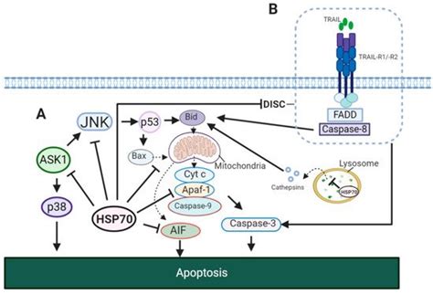 HSP70 in Cancer | Encyclopedia MDPI