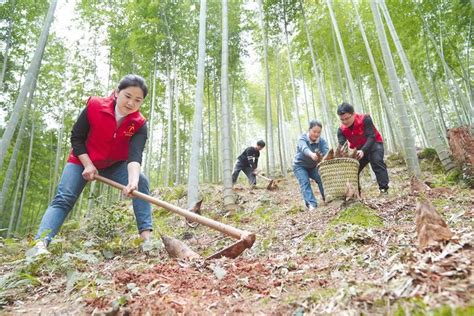党员志愿者在大荣村帮助村民采挖春笋_手机新浪网