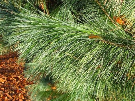 Pinus 'Forest Sky' - Forest Sky pine | The Dawes Arboretum