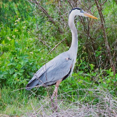 Blue Heron Spiritual Meaning - Insight state